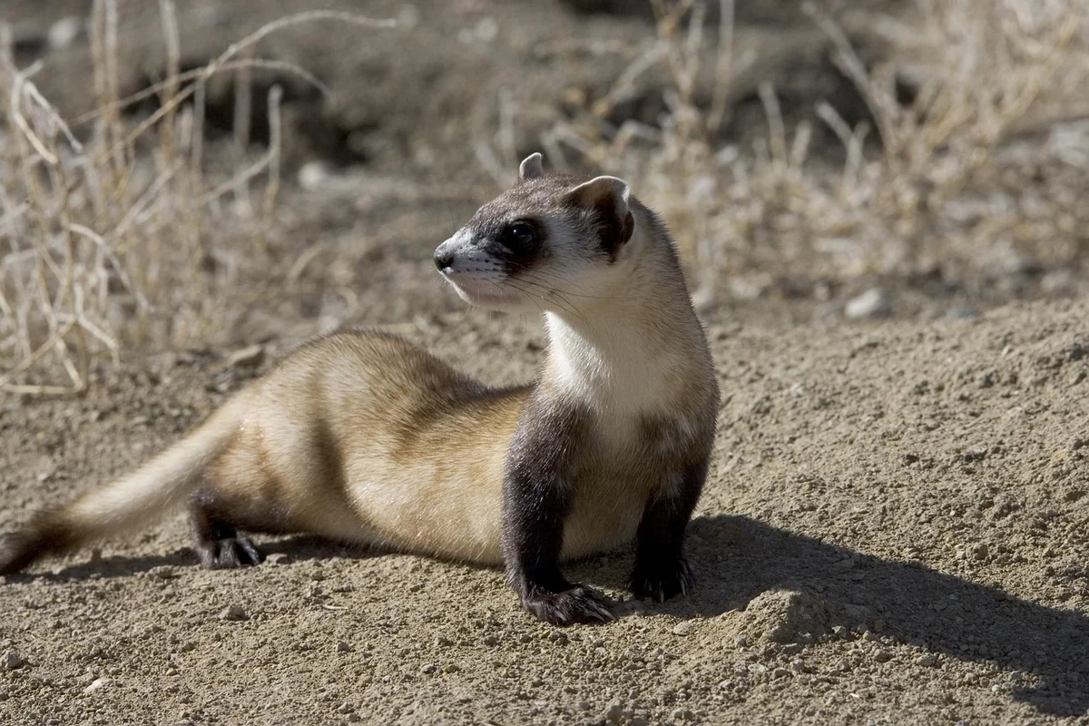 Quand la ventouse ne suffit plus : le furet