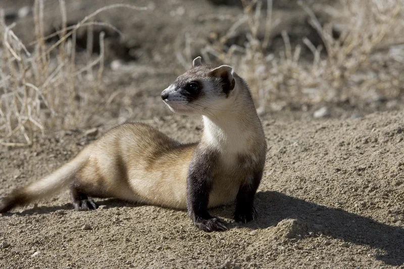 Quand la ventouse ne suffit plus : le furet